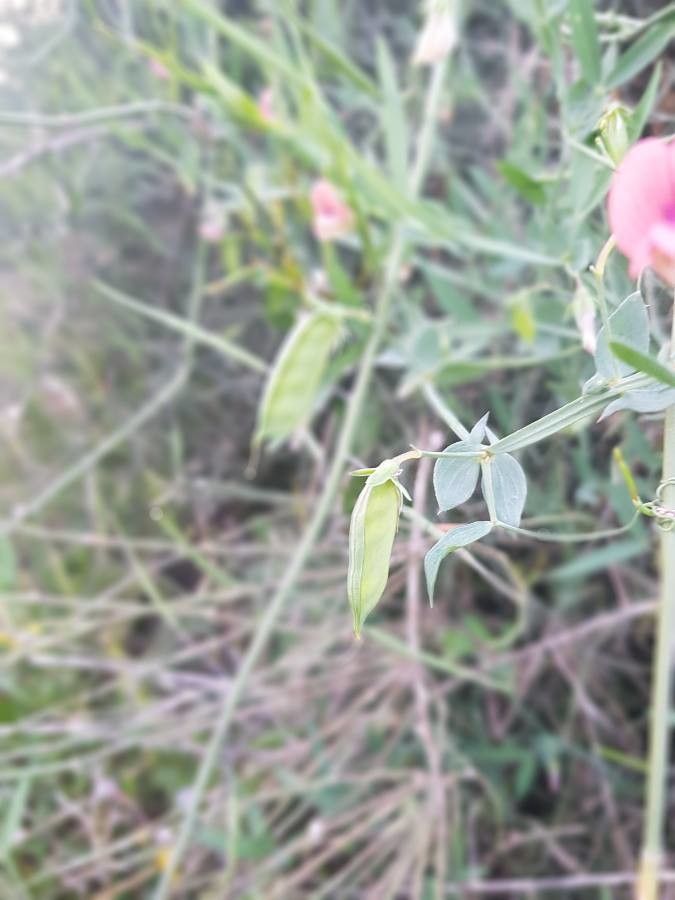 Lathyrus marmoratus fruit