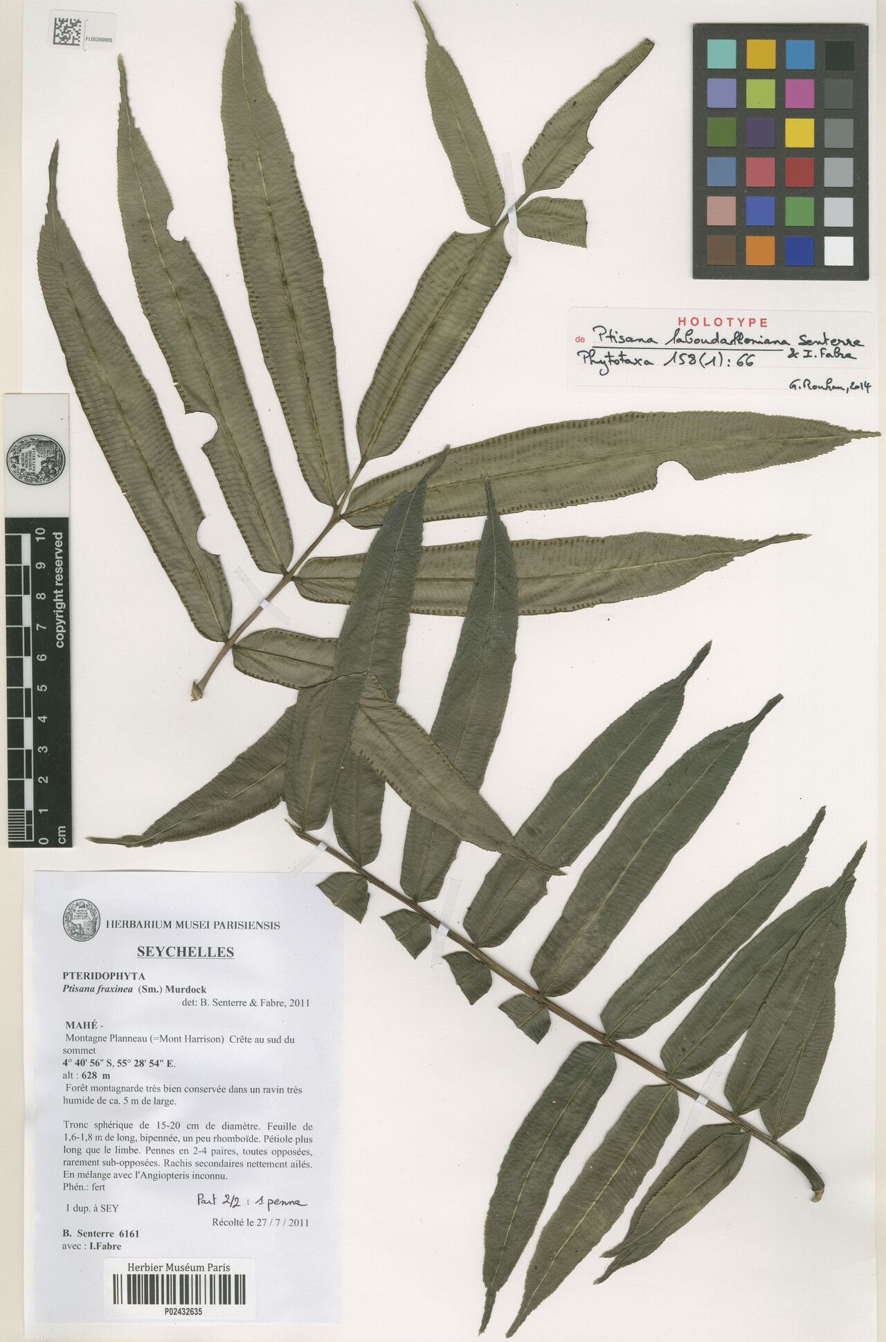 Ptisana laboudalloniana — houseplant care guide