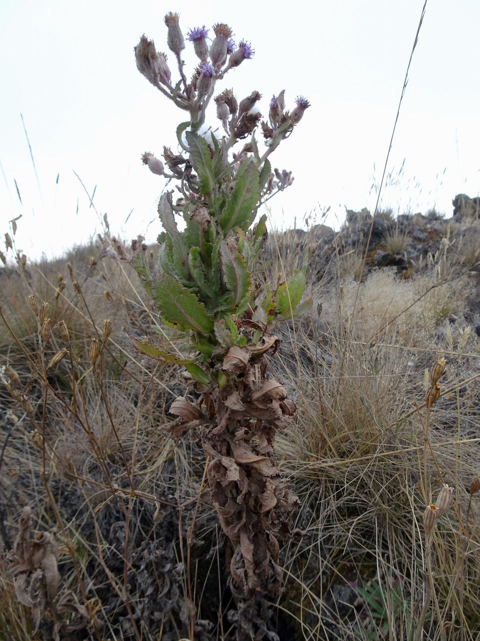 Senecio purpureus habit