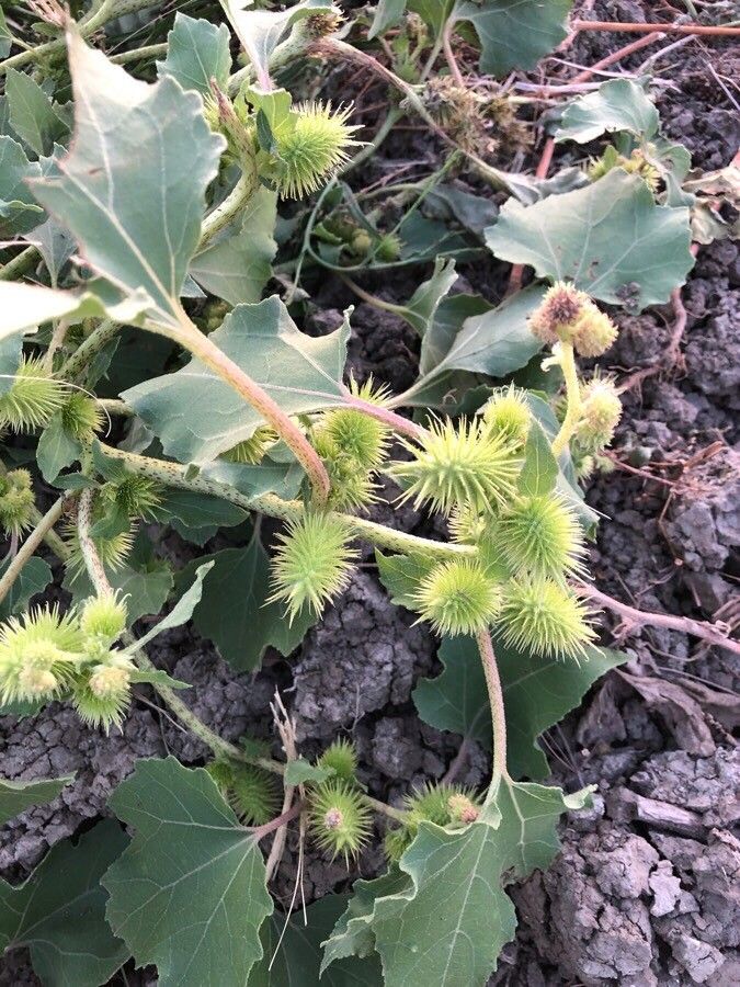 Xanthium orientale — maintenance medium houseplant