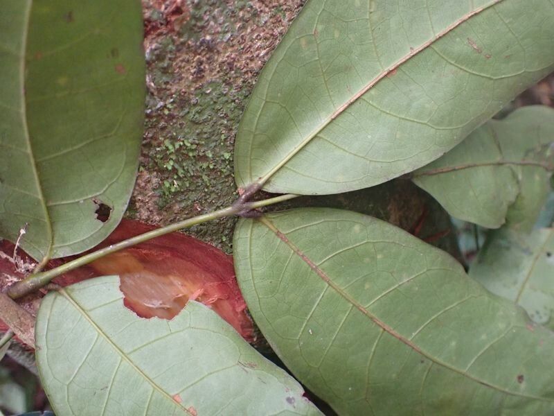 Leonardoxa africana leaf