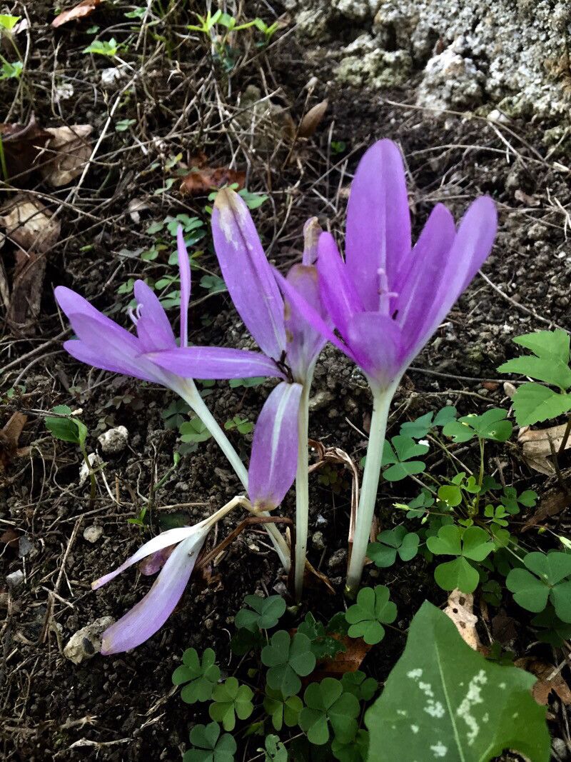 Colchicum montanum flower