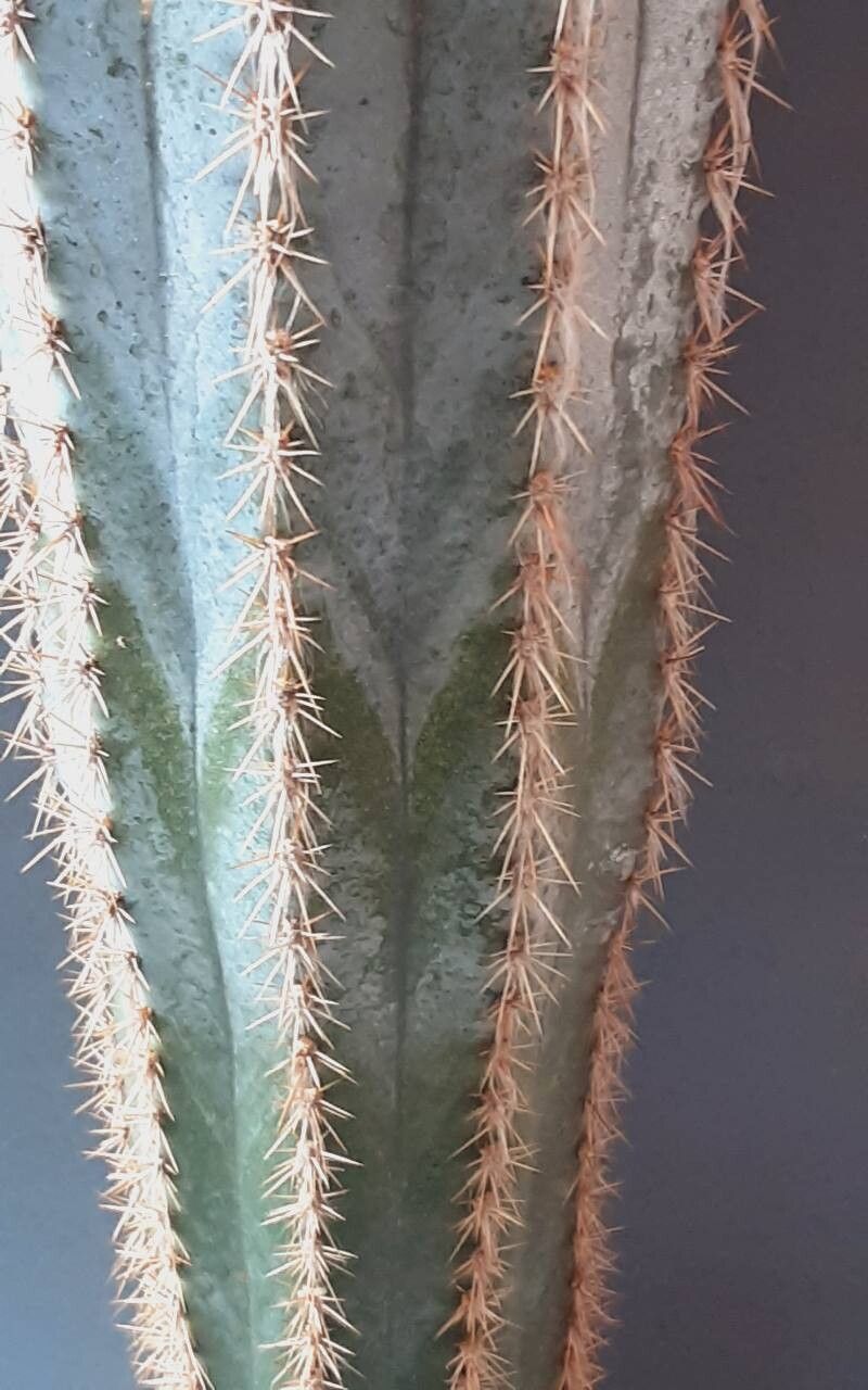 Pilosocereus armatus leaf