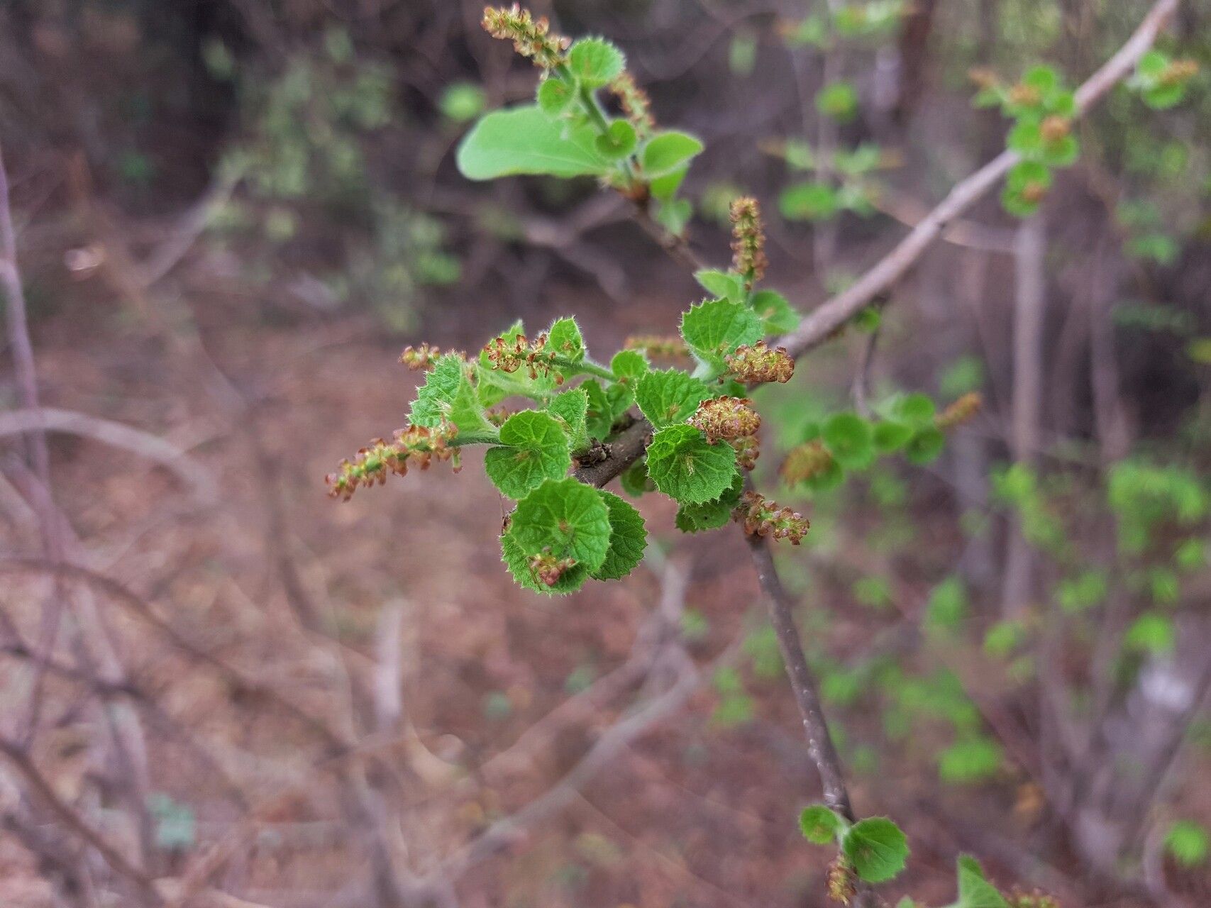 Acalypha boinensis leaf
