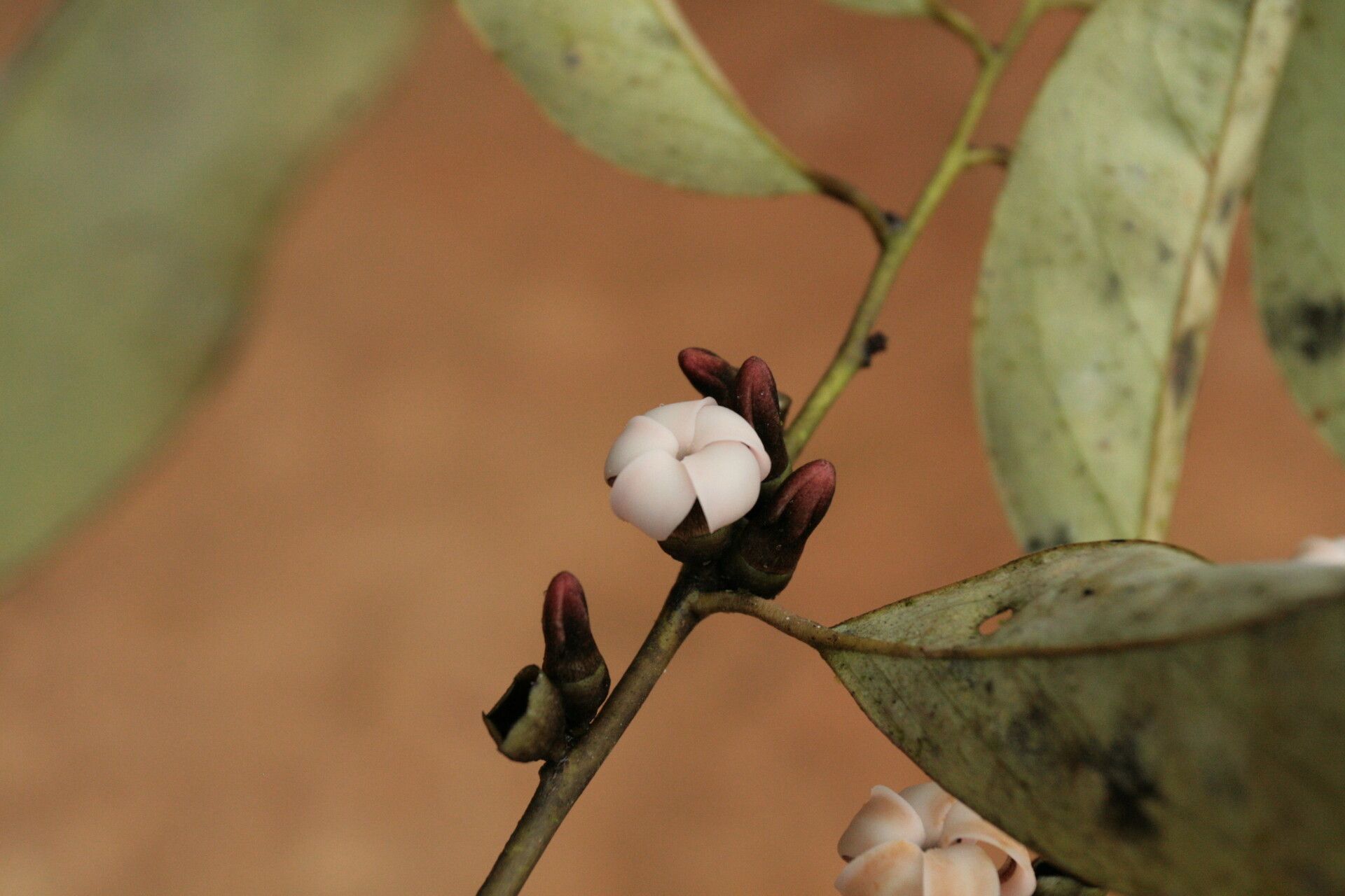Diospyros sanza-minika flower
