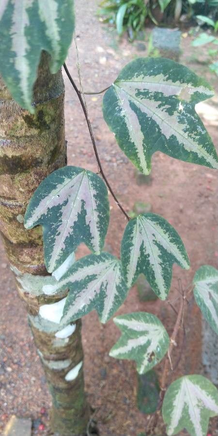 Passiflora trifasciata leaf