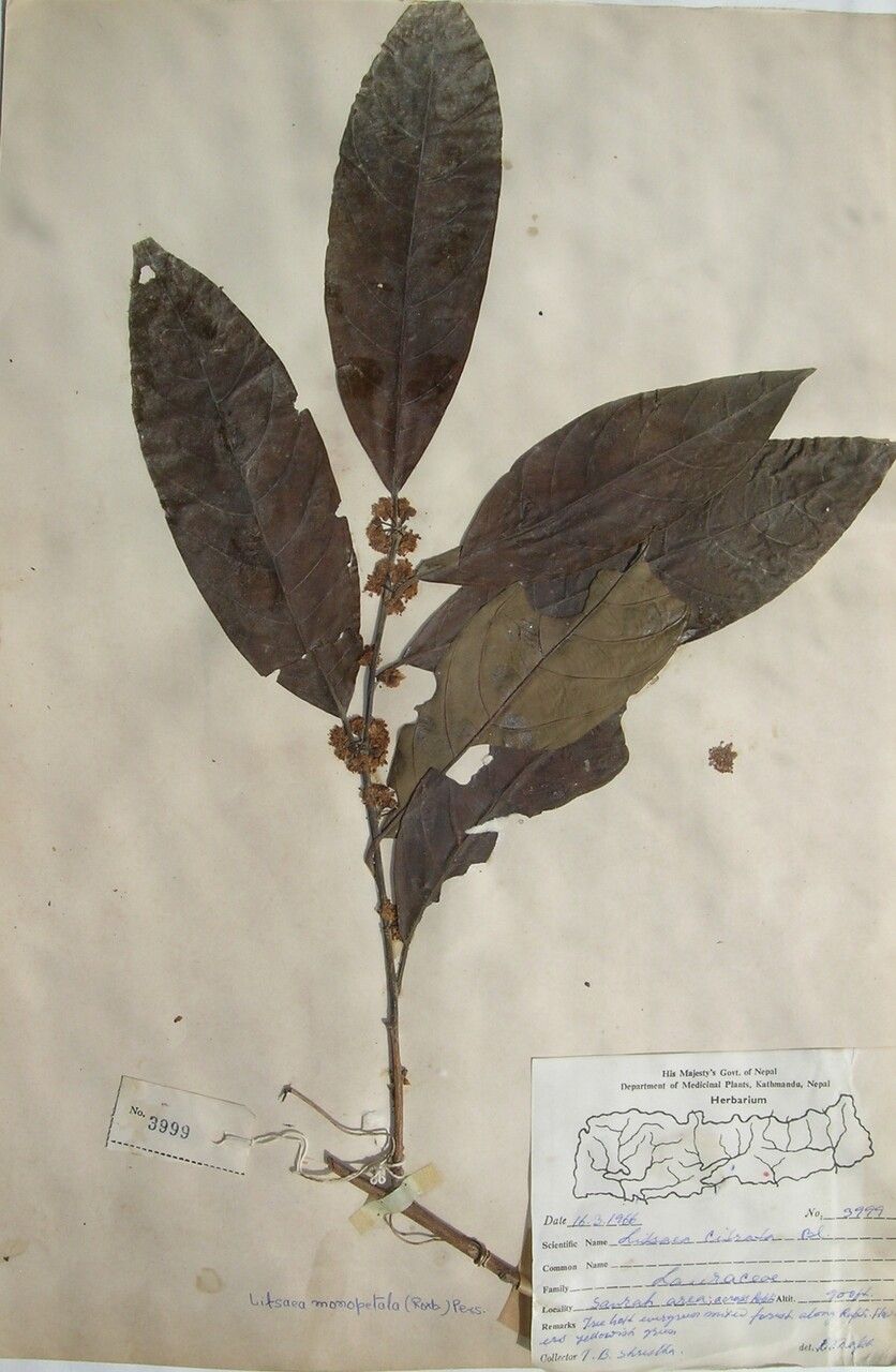 Litsea hookeri — search result for 'Litsea'