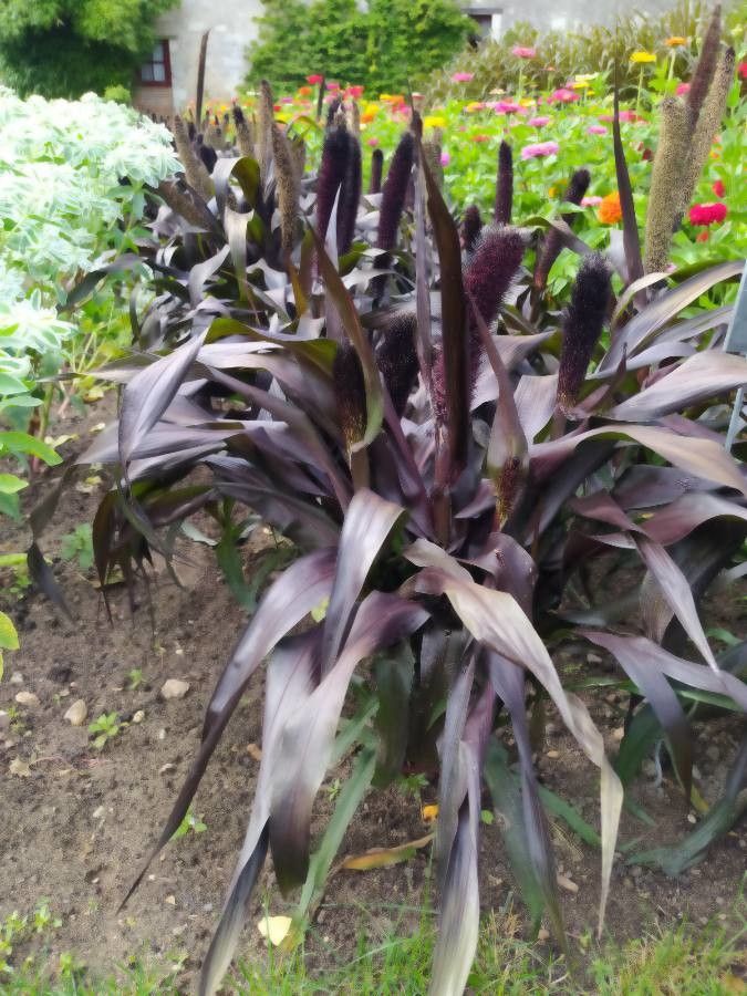 Cenchrus americanus leaf