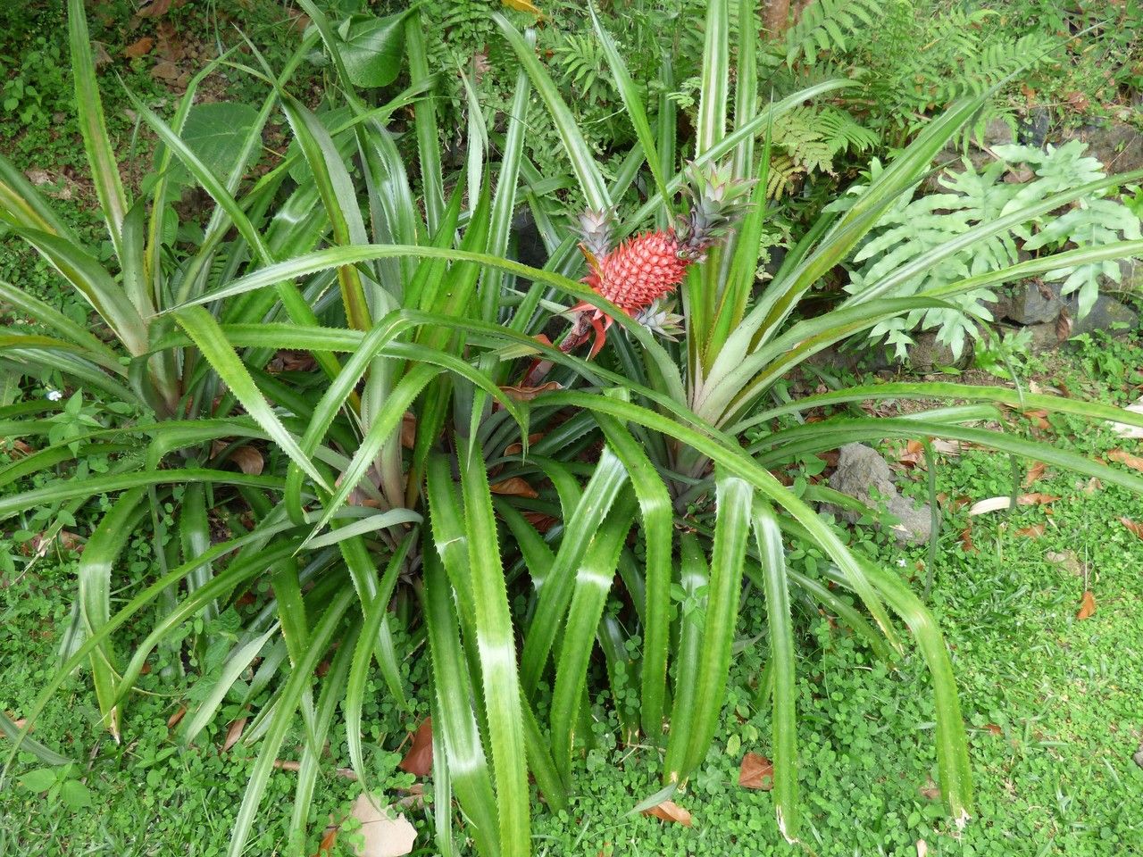 Ananas bracteatus habit