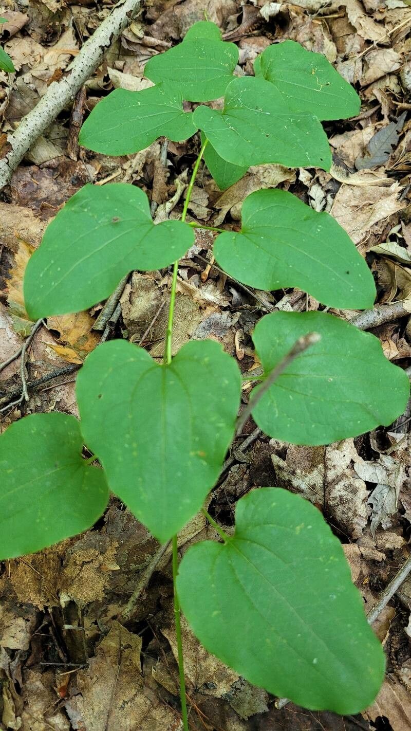 Smilax herbacea — search result for 'Georgia'