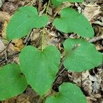 Smilax herbacea