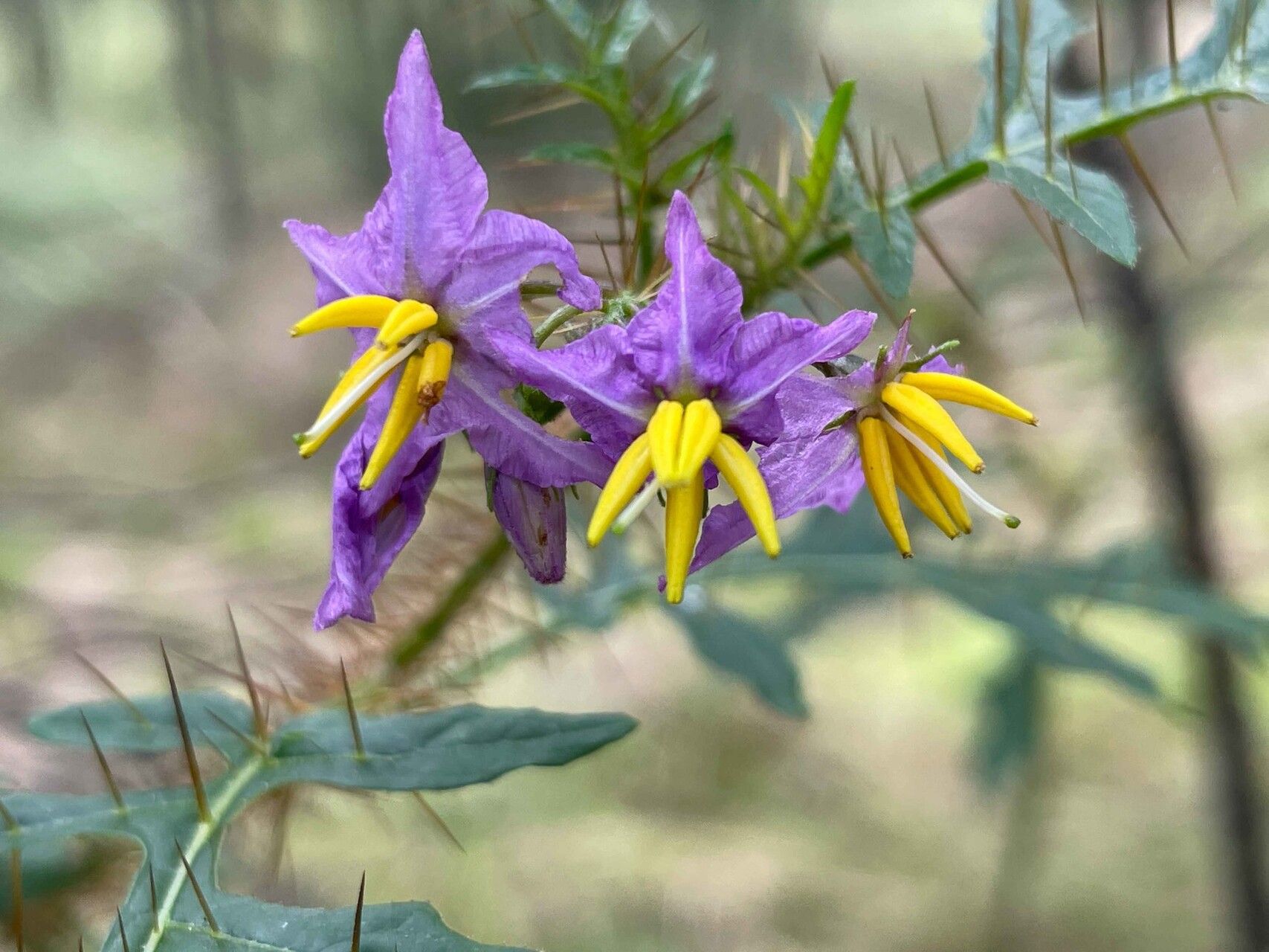 Solanum coracinum flower