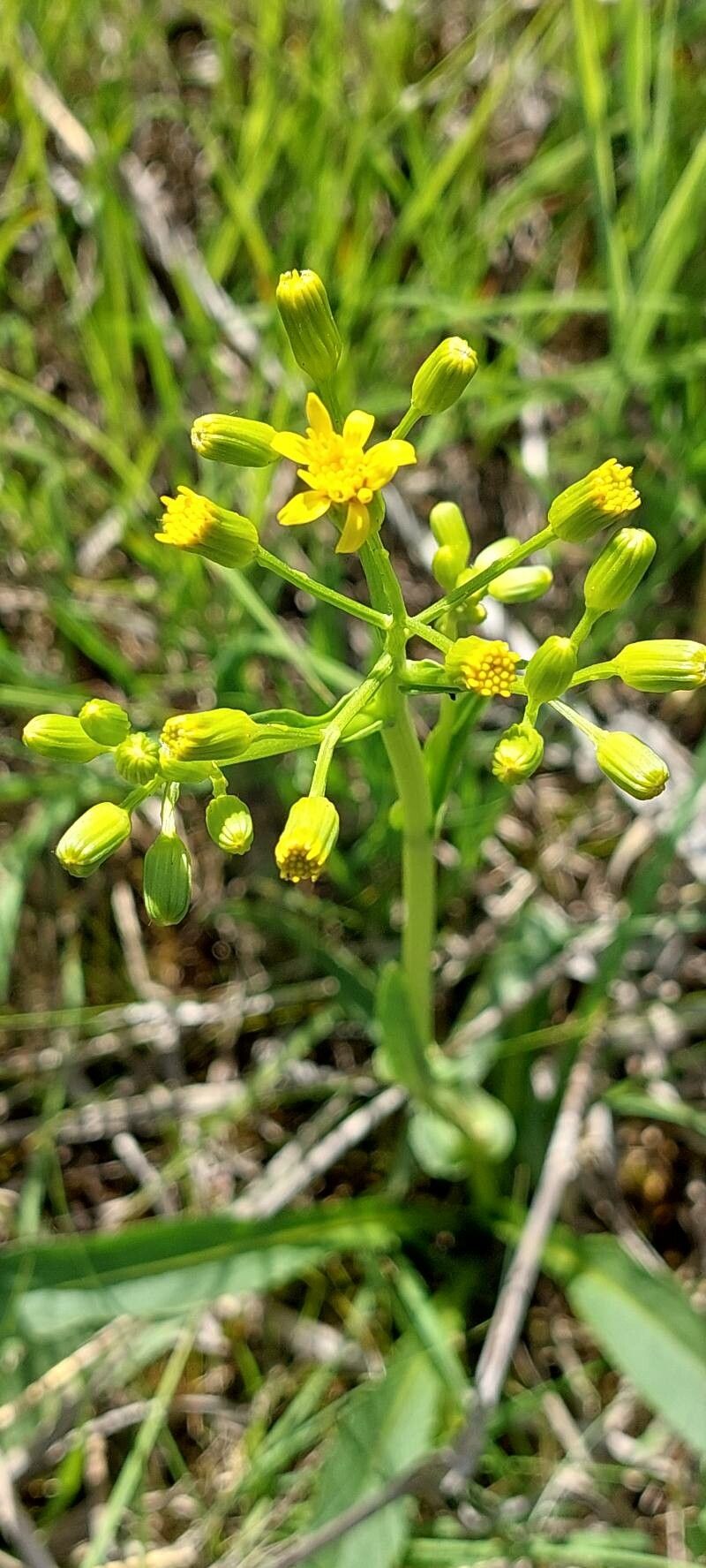 Senecio fontanicola flower