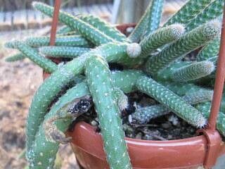 Chamaecereus luisramirezii — related species from the same genus