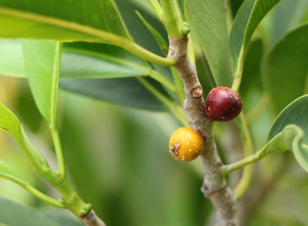Ficus obliqua fruit