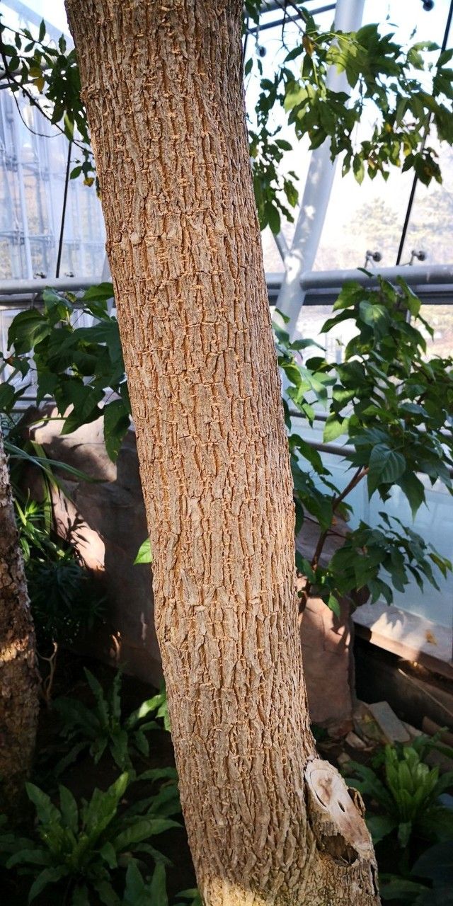 Alstonia rostrata bark