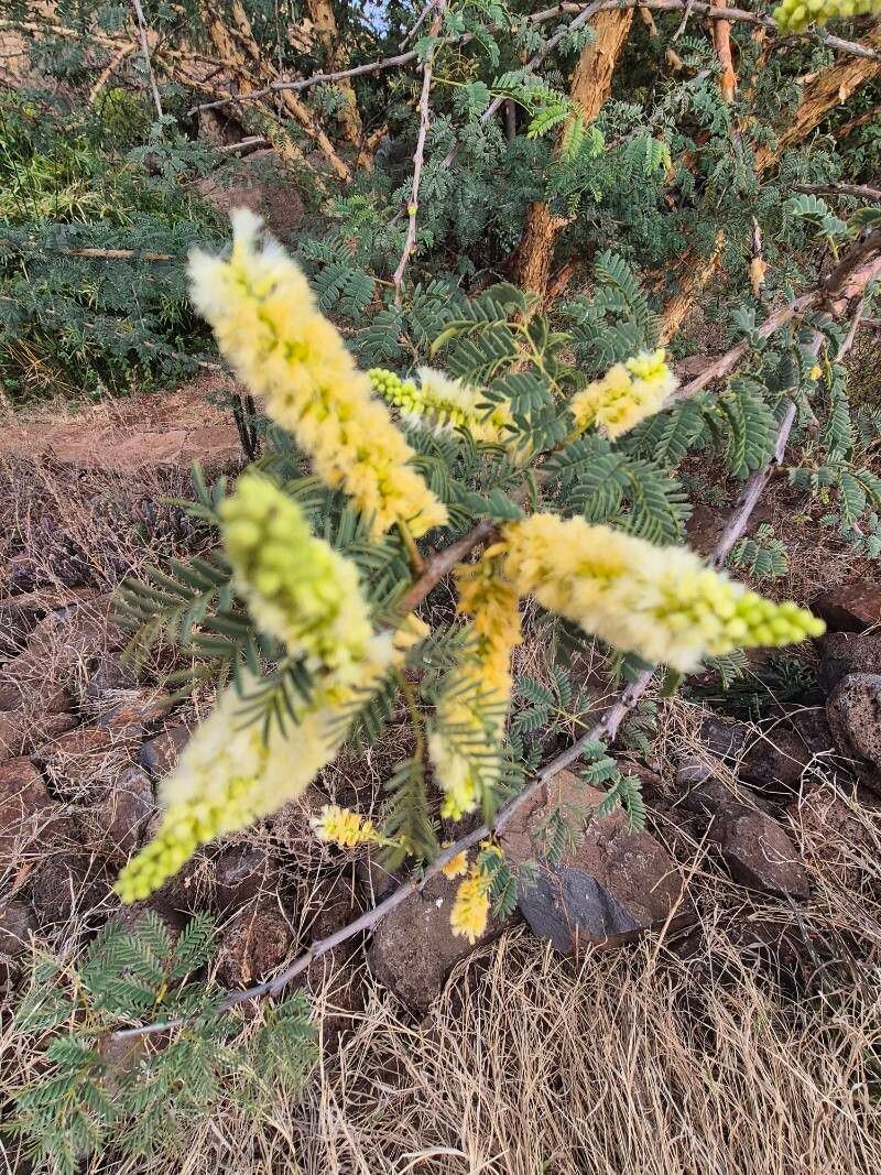 Senegalia thomasii flower