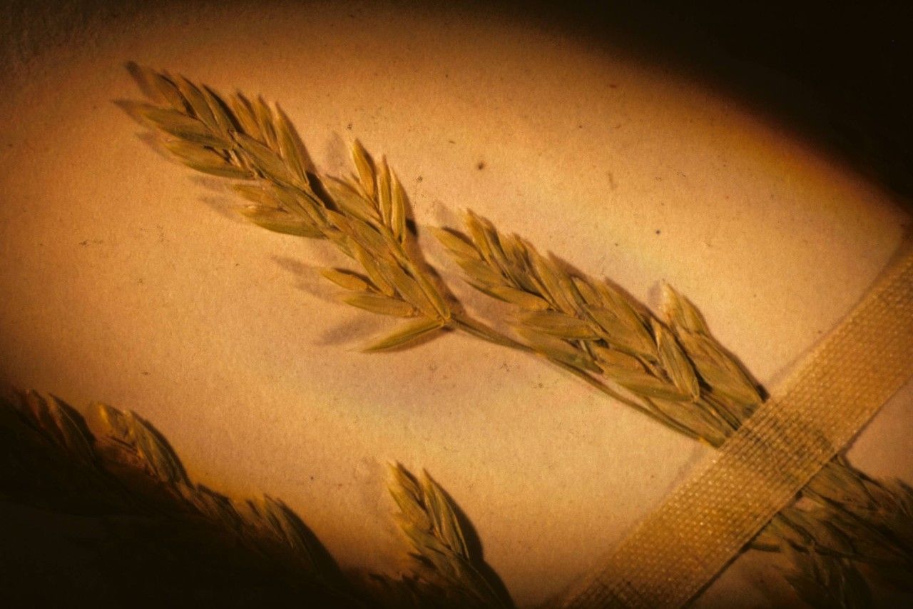 Poa occidentalis fruit