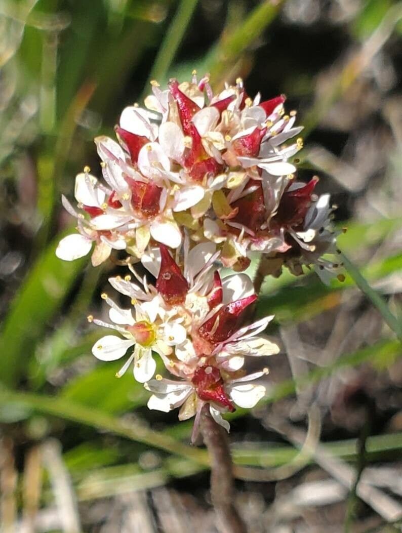 Micranthes oregana flower