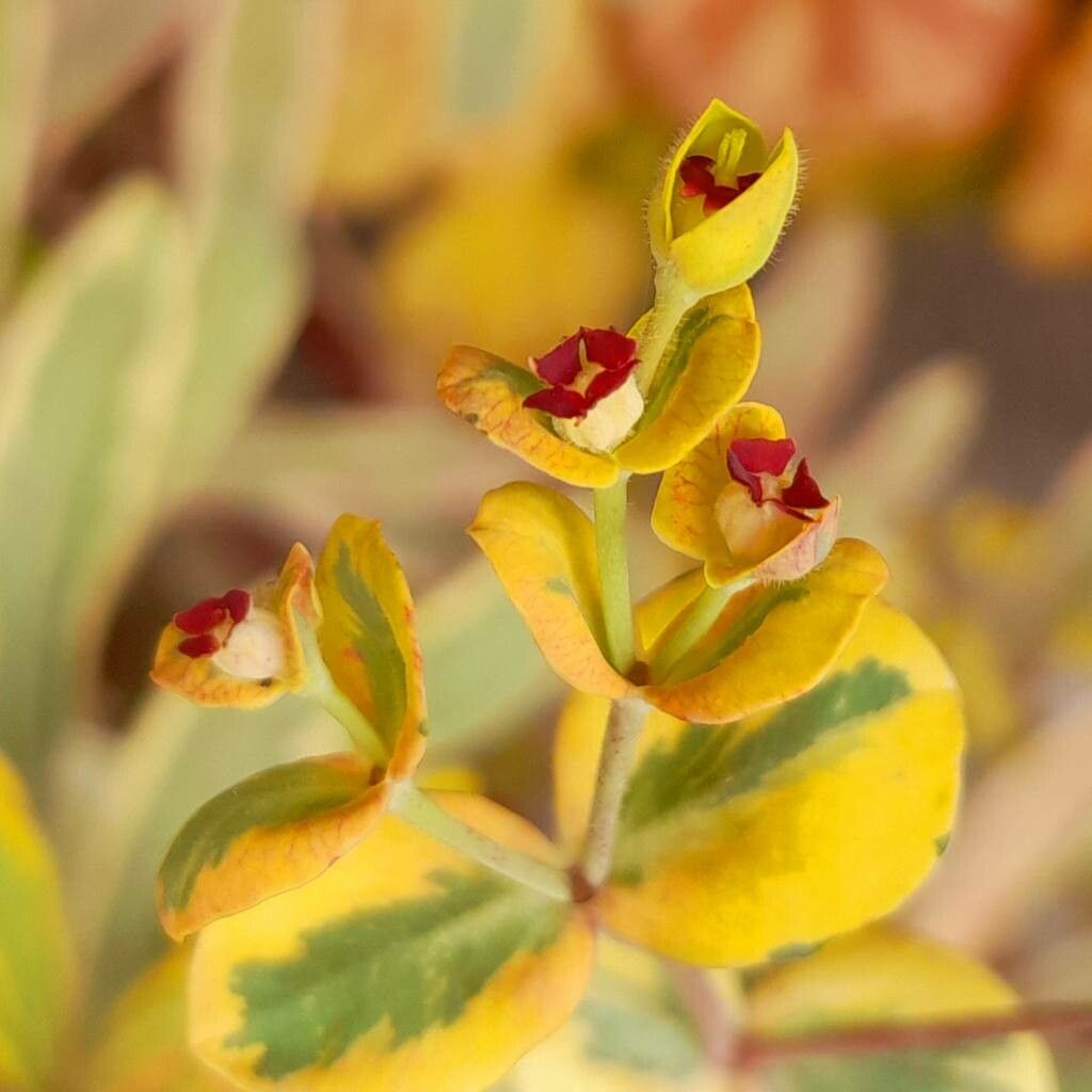 Euphorbia × martini flower