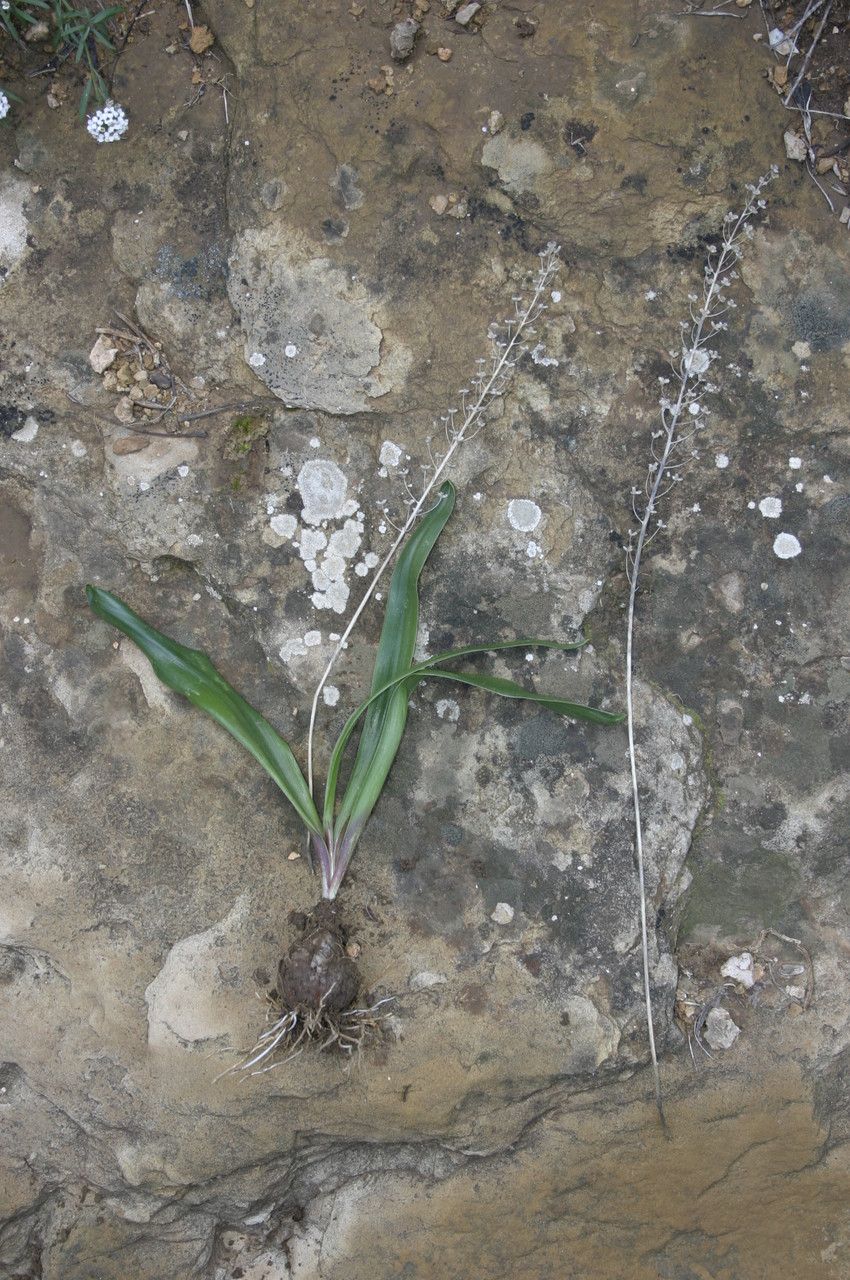 Prospero obtusifolium habit