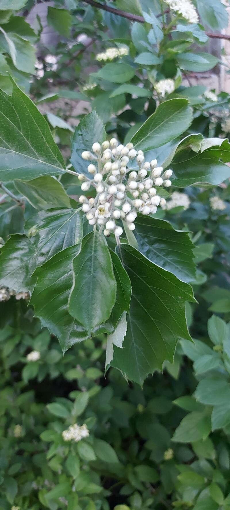 Sorbus semiincisa flower