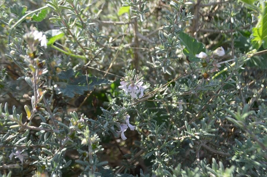 Teucrium brevifolium leaf