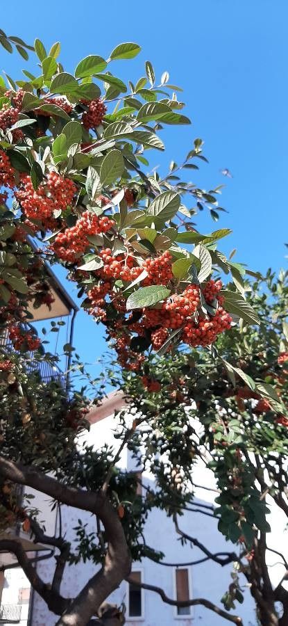 Cotoneaster acuminatus fruit