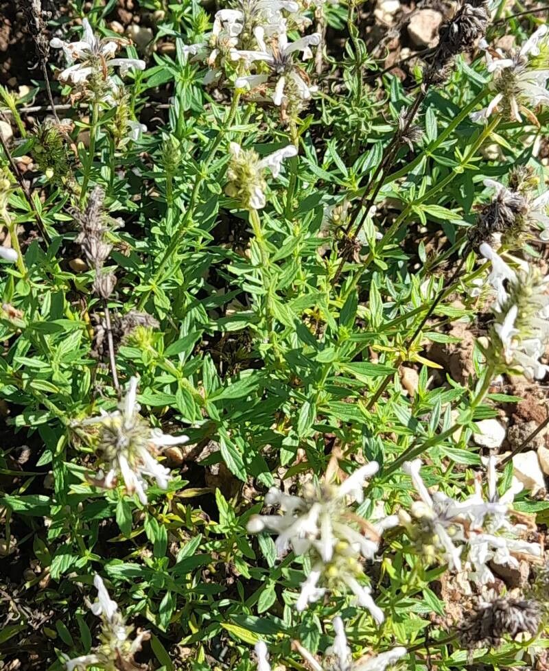 Nepeta podostachys habit