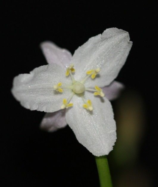 Arthropodium neocaledonicum flower