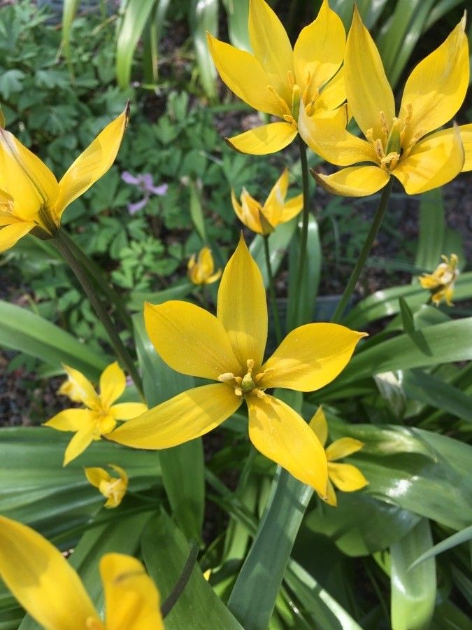Tulipa dasystemon flower