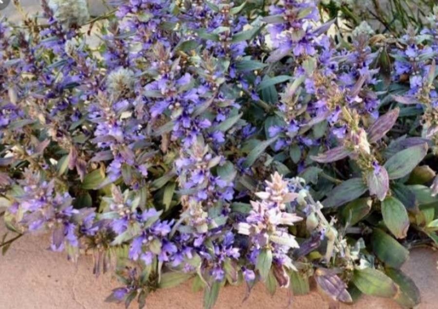 Ajuga australis flower