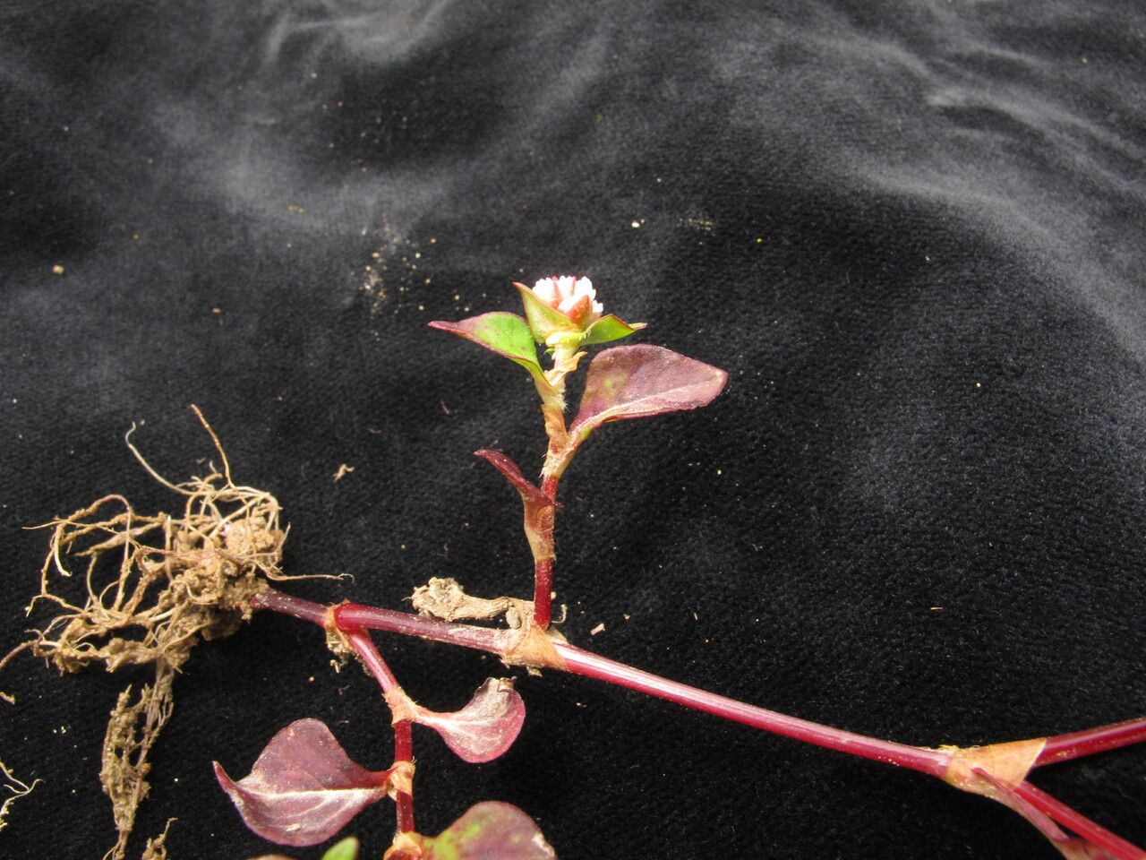 Koenigia nepalensis — houseplant care guide