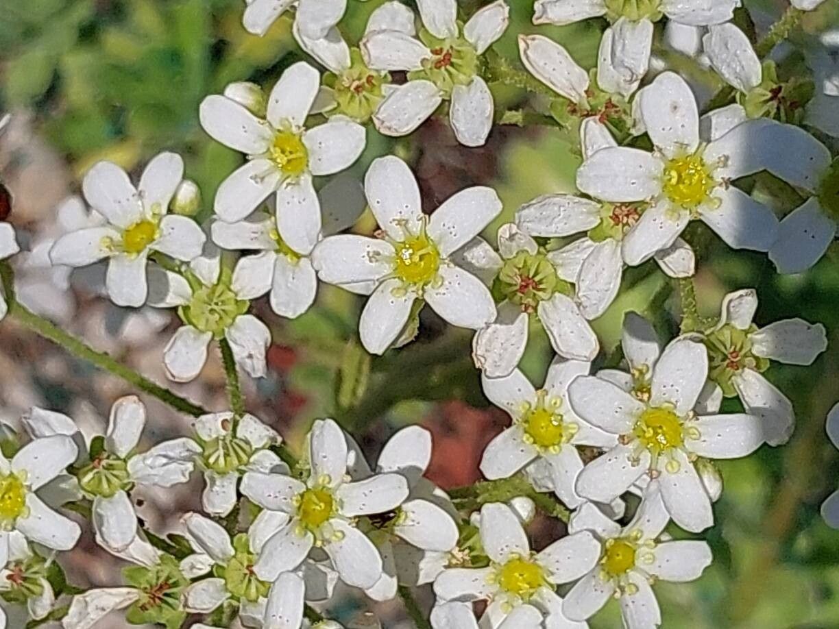 Saxifraga × gaudinii flower