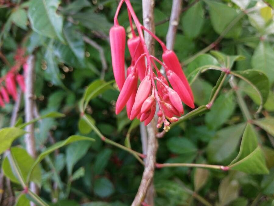 Quassia amara flower