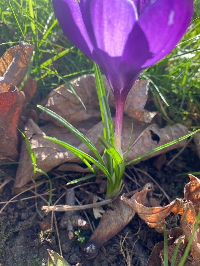 Crocus neapolitanus — search result for 'Crocus'