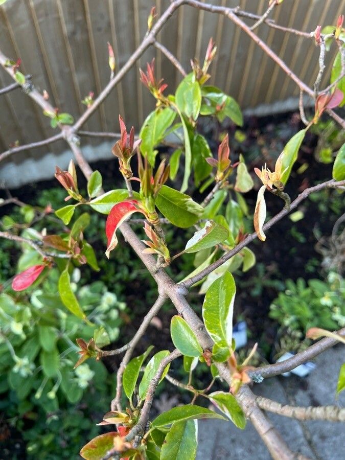 Photinia davidiana flower