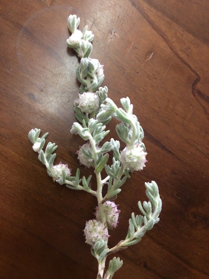 Dissocarpus paradoxus other