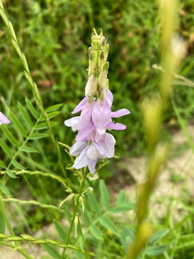 Galega officinalis flower