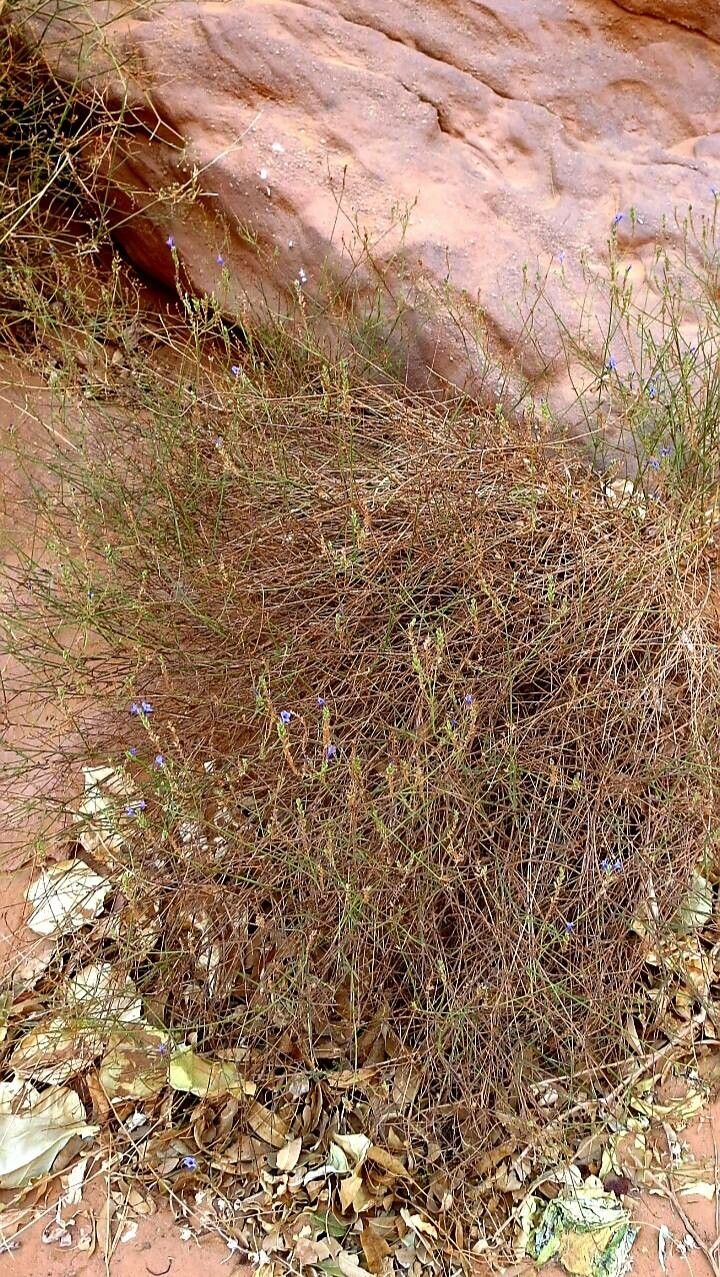 Lavandula mairei habit