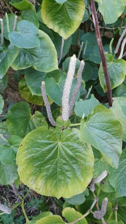 Piper methysticum flower