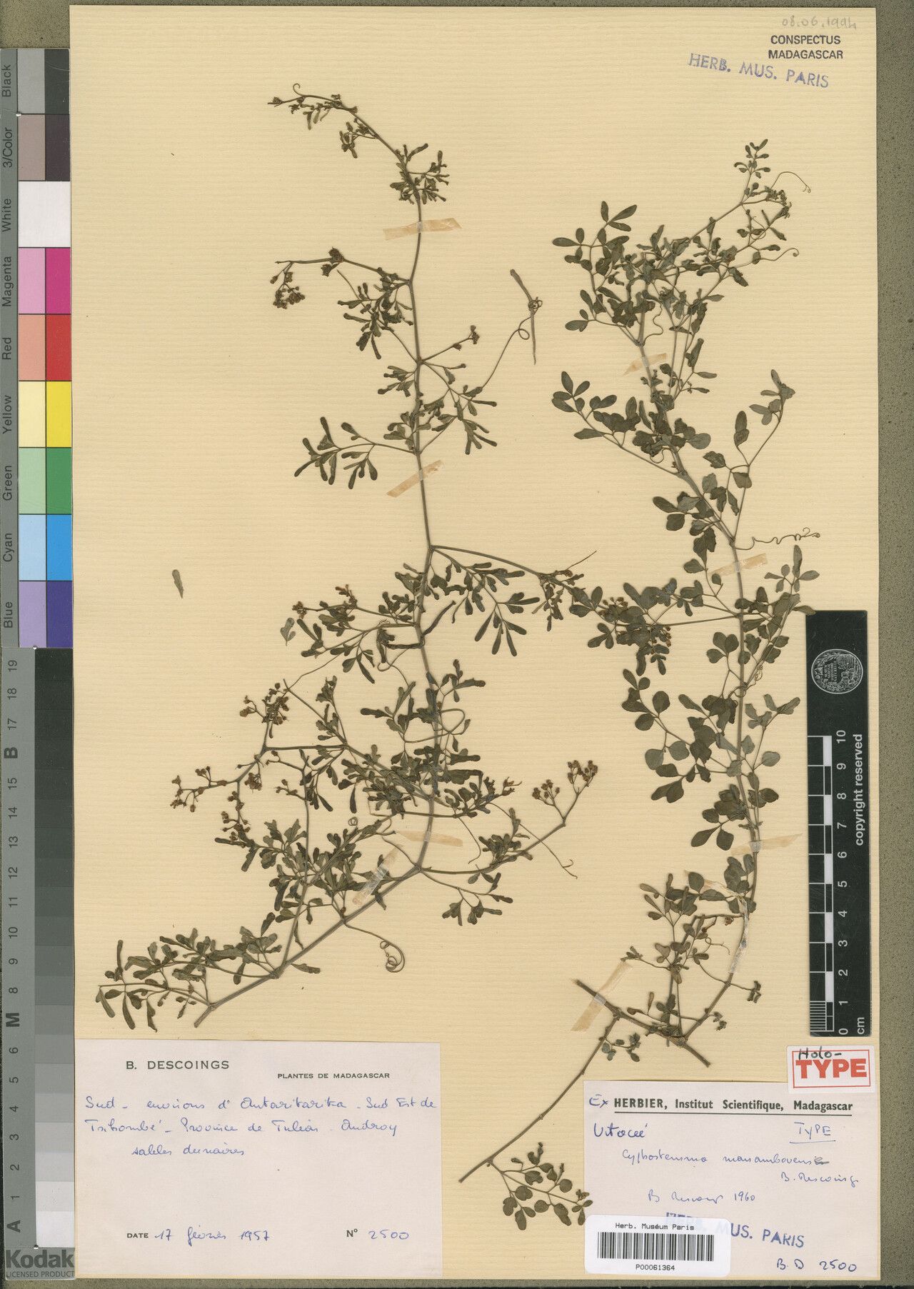 Cyphostemma manambovensis — search result for 'Cyphostemma'