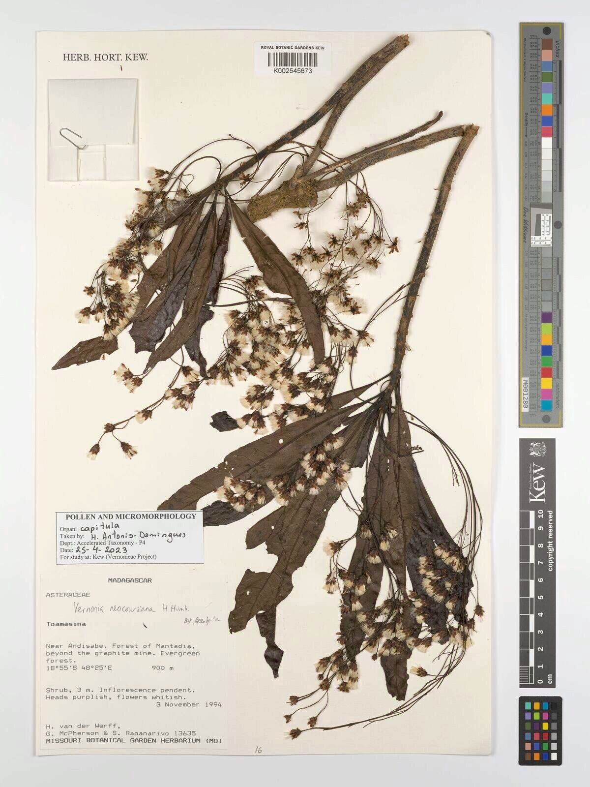 Vernonia neocoursiana — houseplant care guide