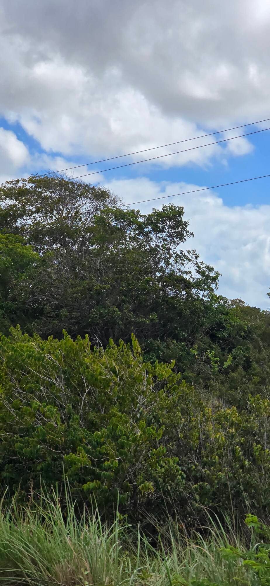 Cecropia membranacea — search result for 'Cecropia'