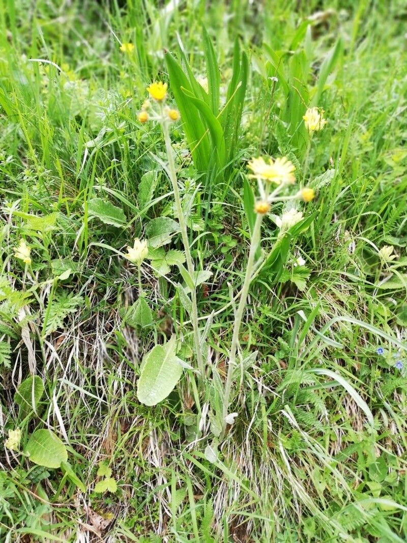 Tephroseris longifolia habit