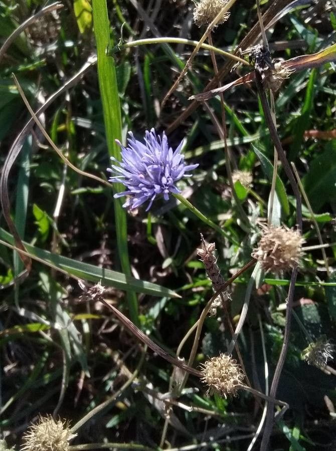 Jasione montana flower