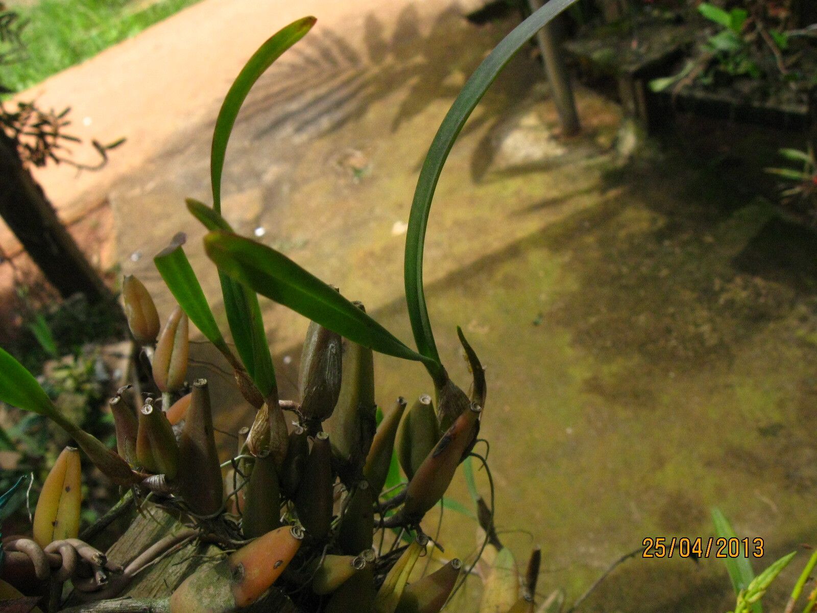 Bulbophyllum sandersonii leaf