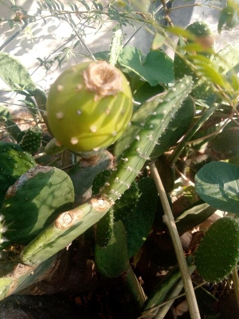 Tacinga inamoena fruit