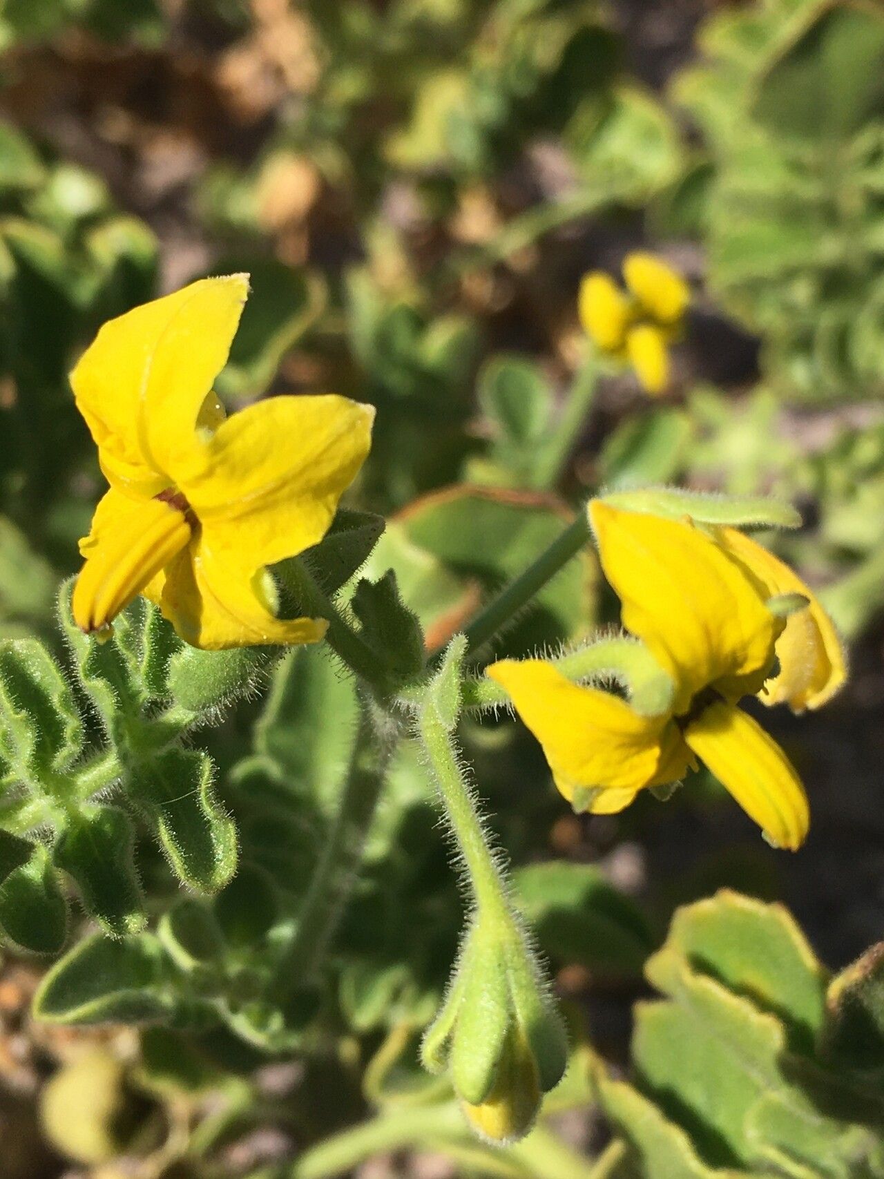 Solanum pennellii — houseplant care guide