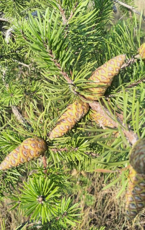 Pinus banksiana flower